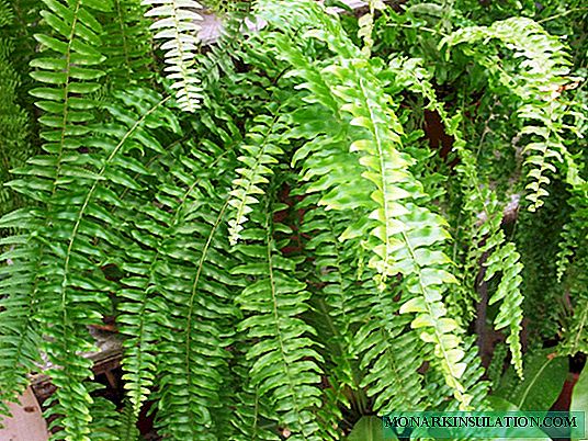 Nefrolepis fern - home care and reproduction