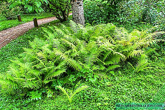 Garden fern - planting and care in the country