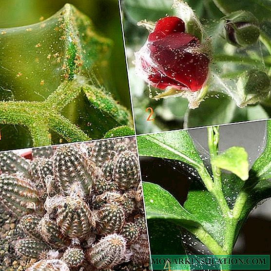 Spider mite on indoor plants - how to deal
