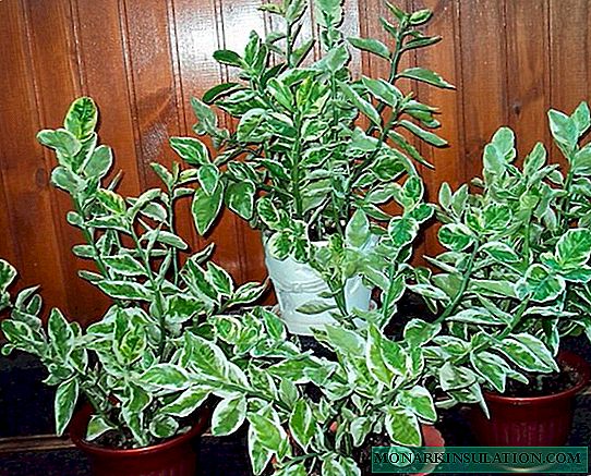 Pedilanthus titimaloid - cuidados e reprodução de uma planta de casa