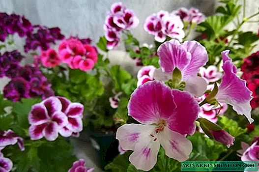 Ángel Pelargonium - como plantar y cuidar
