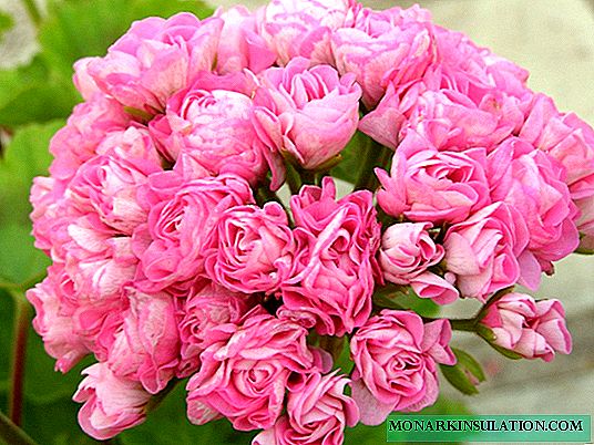 Botão de rosa rosa australiano do Pelargonium