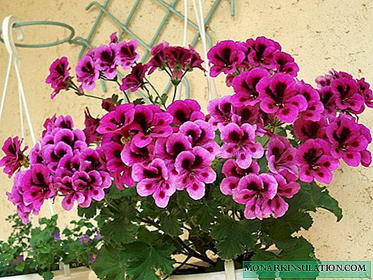 Grandiflora Pelargonium - home flower care