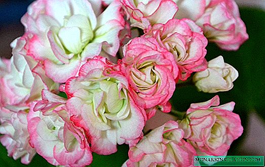 Pelargonium Sutarve Clara San - characteristics of the variety and cultivation