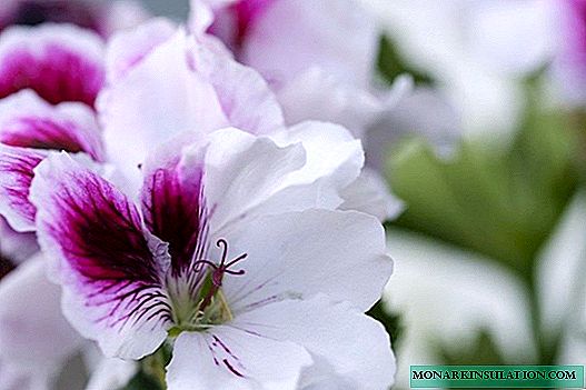 Pelargonium توسكانا وأصنافه إدواردز ، بيرند وغيرها