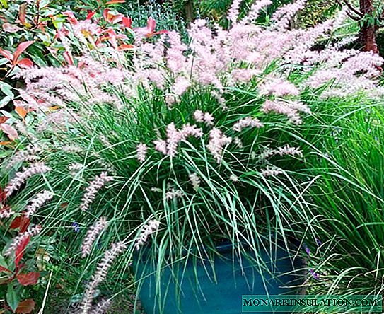 Pennisetum alopecuroides - planting and care