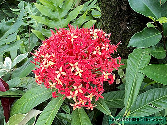 Pentas-Blume: Optionen für häusliche Pflege und Samenanbau