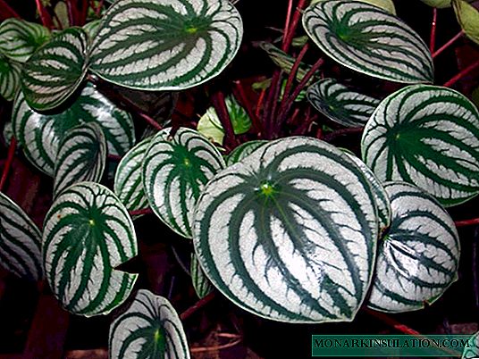 Peperomia pastèque - soins à domicile