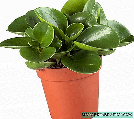 Peperomia - home care, reproduction and disease
