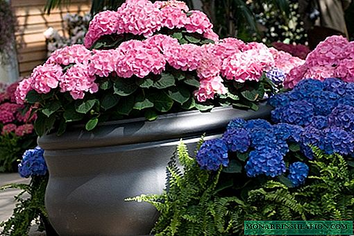 Hydrangea transplant from one place to another - when is it possible and how to do it