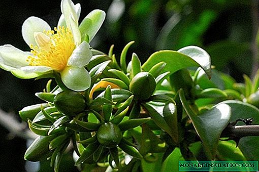 Peresia flower - cuidados domiciliários