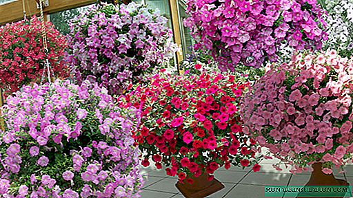 Ampoule petunia - annual or perennial