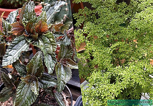 Monolitik ve küçük yapraklı pylaea, diğer tipler - evde bakım