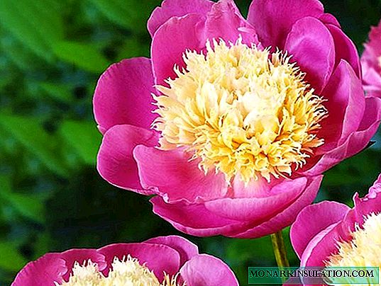 Peony Bowl of Beauty - growing on site