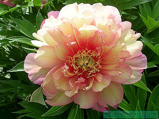 Peony Julia Rose (Paeonia Itoh Julia Rose)