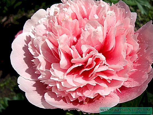 Peony Etched Salmon (Paeonia Etched Salmon)