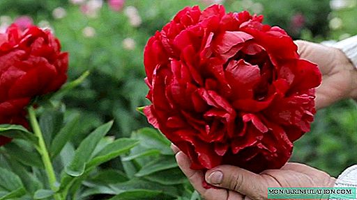 Peony Henry Bockstoce - outdoor cultivation