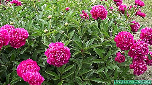 Peonija Kanzasas (Paeonia Kansas) - auginimas sode