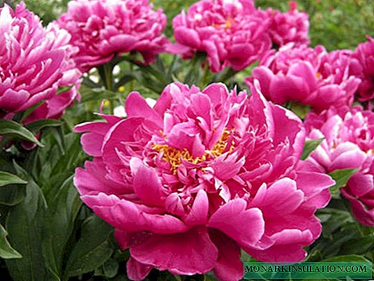Peony Karl Rosenfield - planting and flower care