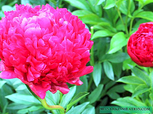 Peony Command Performance - growing a variety in the garden