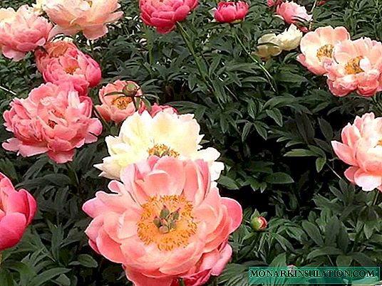 Peony Coral Charm (Paeonia Coral Charm) - features propagation varieties
