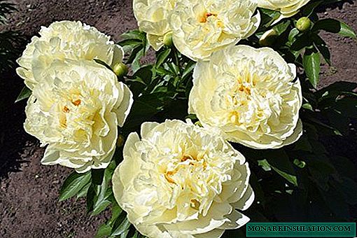 Pfingstrosen-Zitronen-Chiffon (Paeonia-Zitronen-Chiffon) - wie man eine Blume züchtet