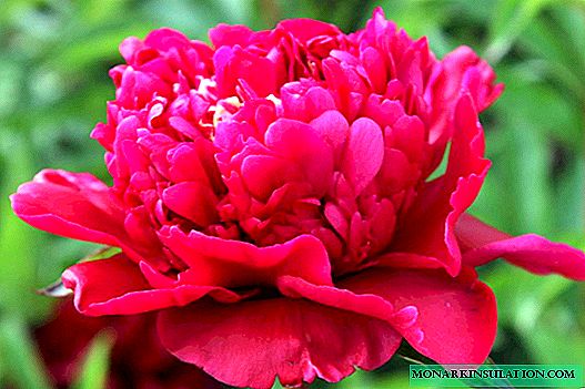 Peônia com flores leitosas (Paeonia Lactiflora) - características de cultivo