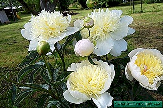 Peony Primavera (Paeonia Primevere) - ลักษณะของความหลากหลาย