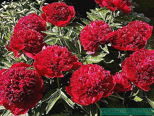 Pivoine rouge Charm (Paeonia Red Charm) - caractéristiques de la variété