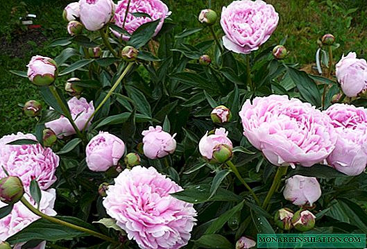 Peony Sarah Bernhardt - hoe te groeien