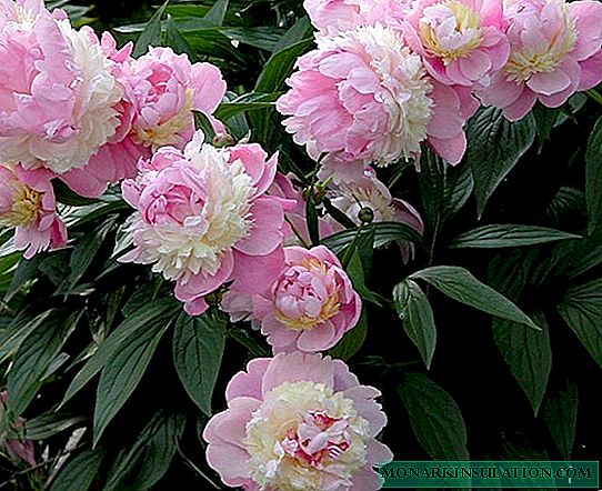 Peony Sorbet (Paeonia Sorbet) - cultivation in the garden