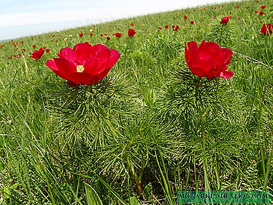 الفاوانيا الجميلة الأوراق (Paeonia tenuifolia) - الزراعة والرعاية في الأرض المفتوحة