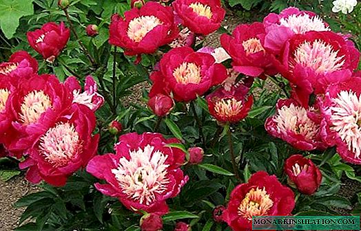 Peony White Cap - features of planting a flower