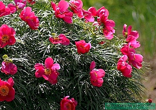 Evading peony (Maryin root) - cultivation in the garden