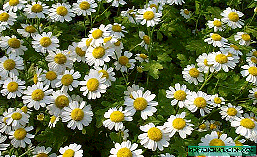 Pyrethrum girlish - seed cultivation