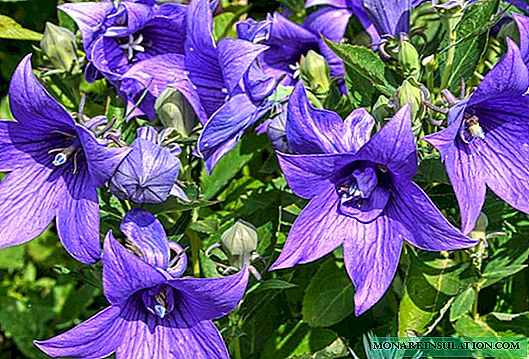 Platicodon 꽃-품종, 심기 및 관리