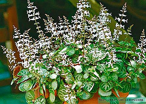 Plectranthus (room mint) - atendimento domiciliar