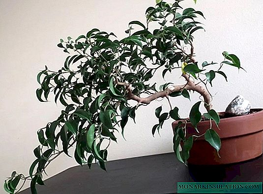 Ficus Benjamin zu Hause weben