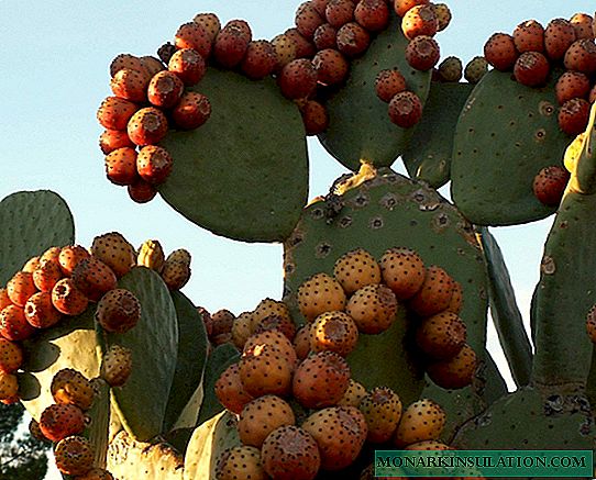 Buah kaktus: deskripsi spesies dan manfaat serta dampak buruknya