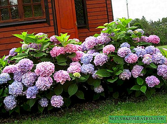 Hydrangea grows poorly - what to do to accelerate growth