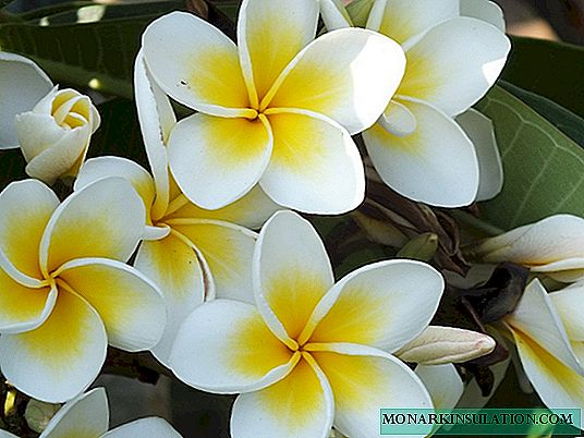Plumeria: home care and methods of reproduction