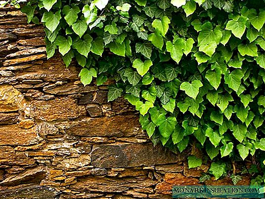 Ivy garden perenne resistente a las heladas: cómo plantar en el jardín