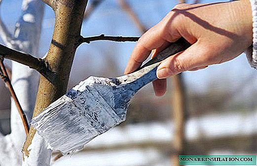 Fák fehéres mosása tavasszal - a gyümölcsfák károsító kezelése