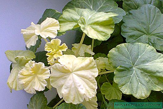 Why do leaves of room geranium turn white and how to help the plant