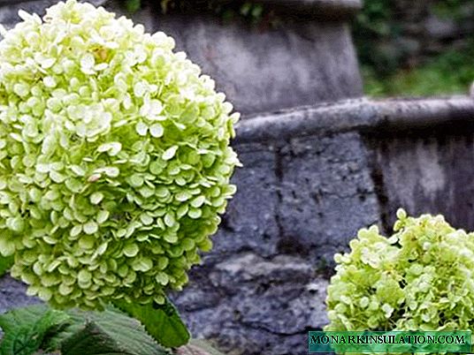 Waarom hortensia groen bloeit en wat te doen