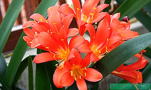 Why clivia does not bloom at home - care