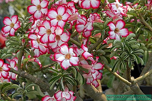 Why Adenium Blossoms - Reasons