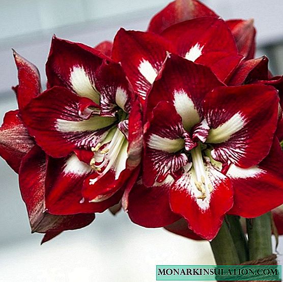Why amaryllis does not bloom at home - what to do