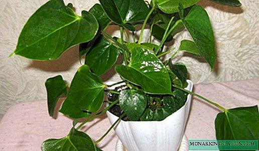 Why does not Anthurium bloom at home and what to do