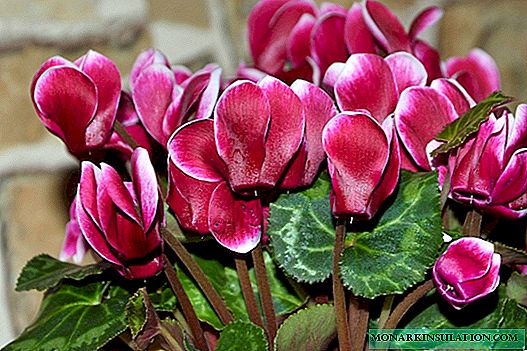 Why cyclamen does not bloom: the main causes and methods of resuscitation